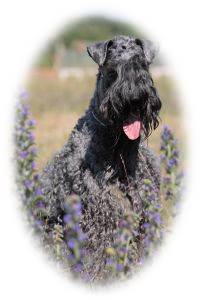 Kerry Blue Terrier