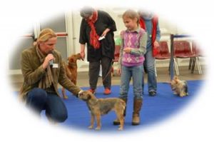 Kerry Blue Terrier
