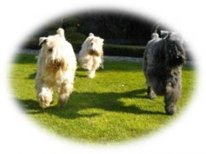 Kerry Blue Terrier